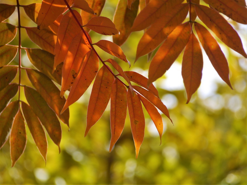 yokosuka, no people, focus on foreground, autumn, season, 4K, outdoors, sunlight, tree, lush Foliage, backgrounds, leaves, beauty in nature, close-up