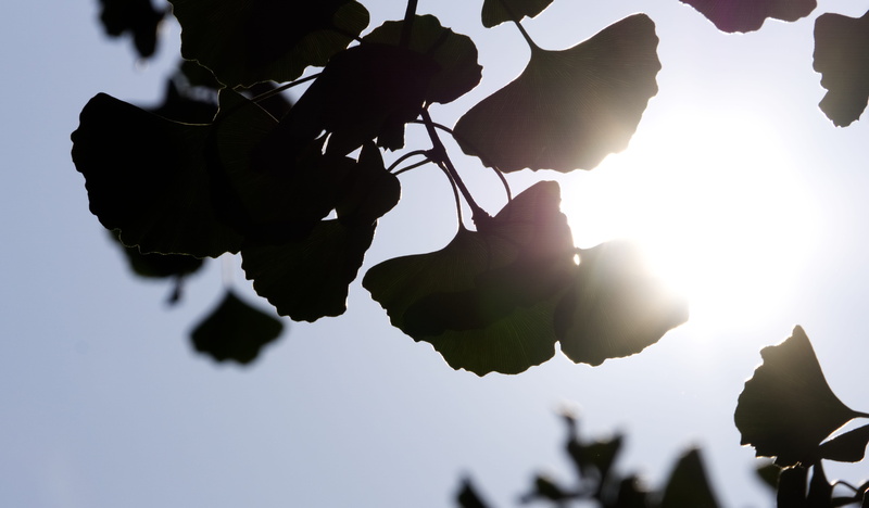 growth, plant, lens flare, food and drink, no people, leaf, blue, outdoors, ginkgo, gingko biloba, nature, back lit, close-up, sky, gingko tree, day, sunlight