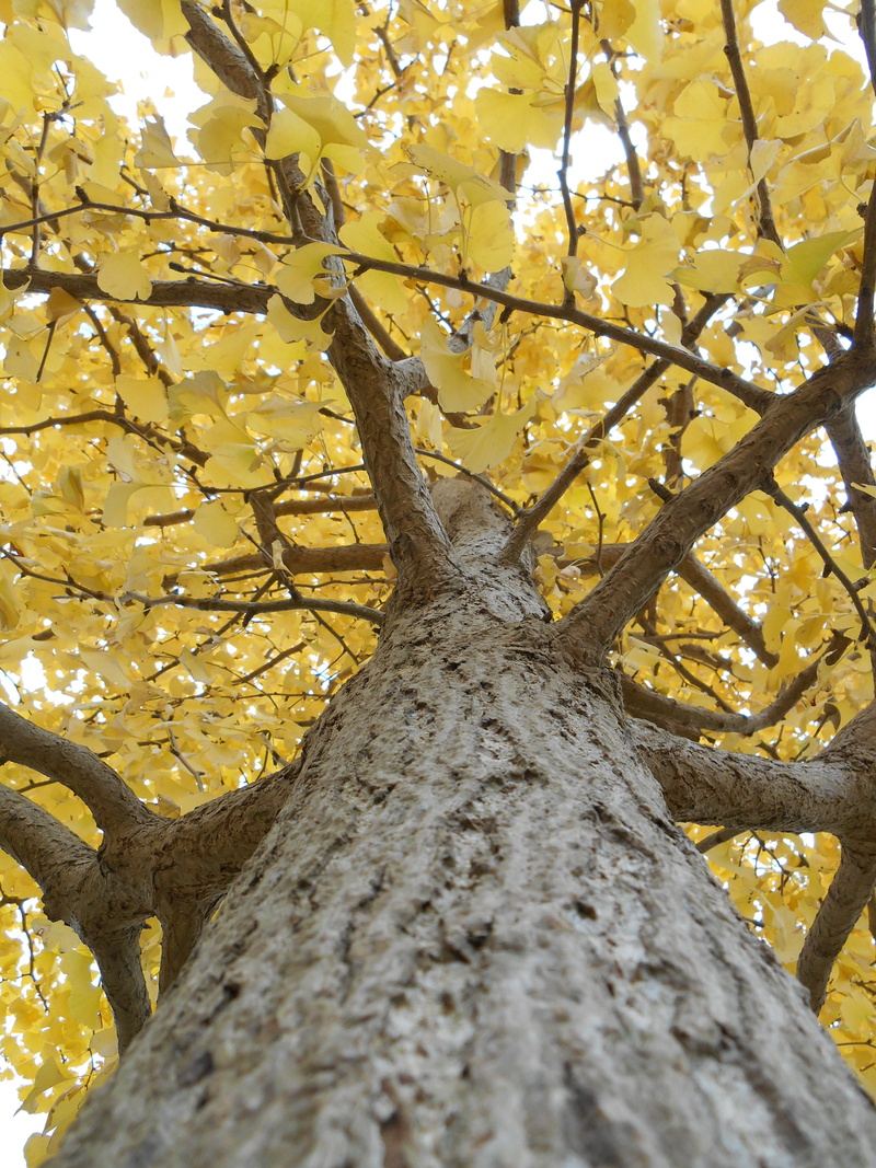 yellow, plant, nature, outdoors, gingko tree, sunlight, tree canopy, sky, autumn, change, beauty in nature, 5K, growth, bark, plant part, tree, no people