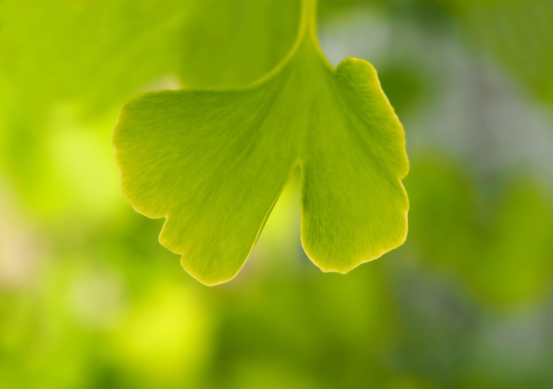 young gingko tree, 4K, plant part, leaf, freshness, ginkgo, small, young leaf, beauty in nature, young tree, gingko, close-up, growth, tranquility, close