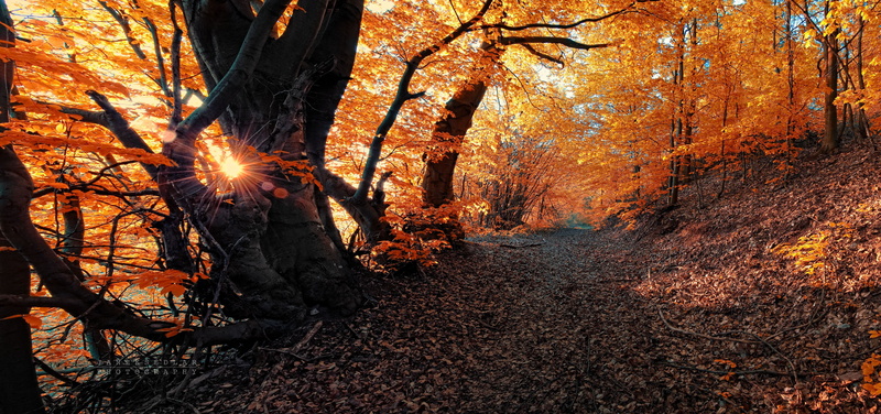 2K, nature, dead leaves, fall