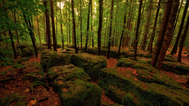 moss, dead trees, trees, nature, 1080P, rock, branch, leaves, forest