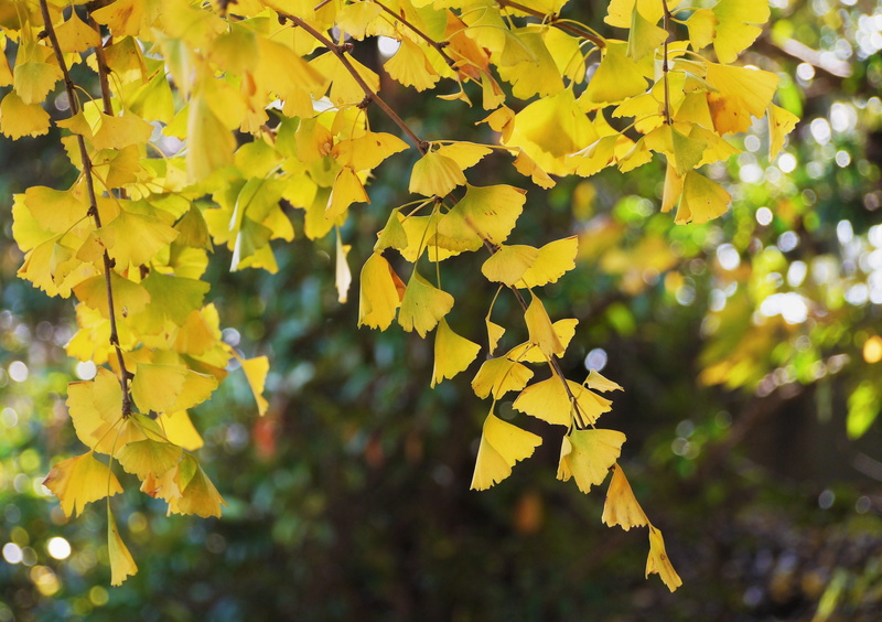 Tree, otsu park, agriculture, branch, no people, freshness, growth, gingko tree, vulnerability, late autumn, tranquility, maidenhair tree, kanagawa japan