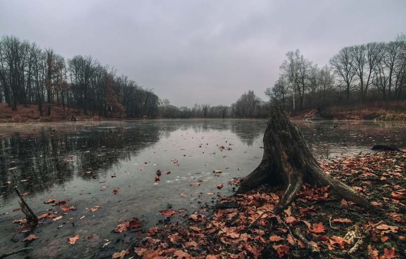 forest, water, 2K, leaves, landscape, lake, nature, stream, fall, dead trees