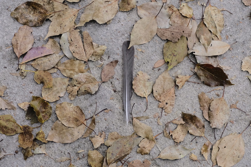 withered, field, dry, pavement, leaves, nature, no people, falling, plant part, stone wall, feather, dead leaved, close-up, full frame, 5K, cement, backgrounds