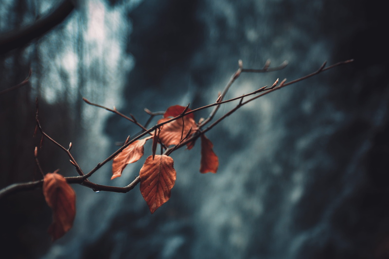 leaves, dried leaves, dried, blur, dry, nature, selective focus, dead plant, dark, branch, plant, vulnerability, leaf, close-up, light, natural condition