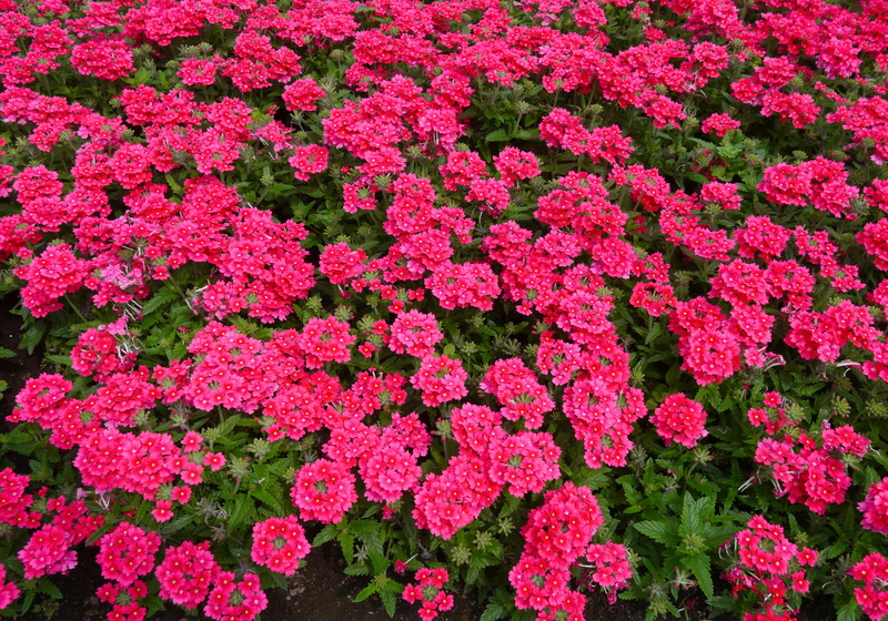 flowering plant, flower head, flowerbed, outdoors, flowers, red purple, 4K, high angle view, close-up, japan, pink, nature, leaf, summer, plant, backgrounds