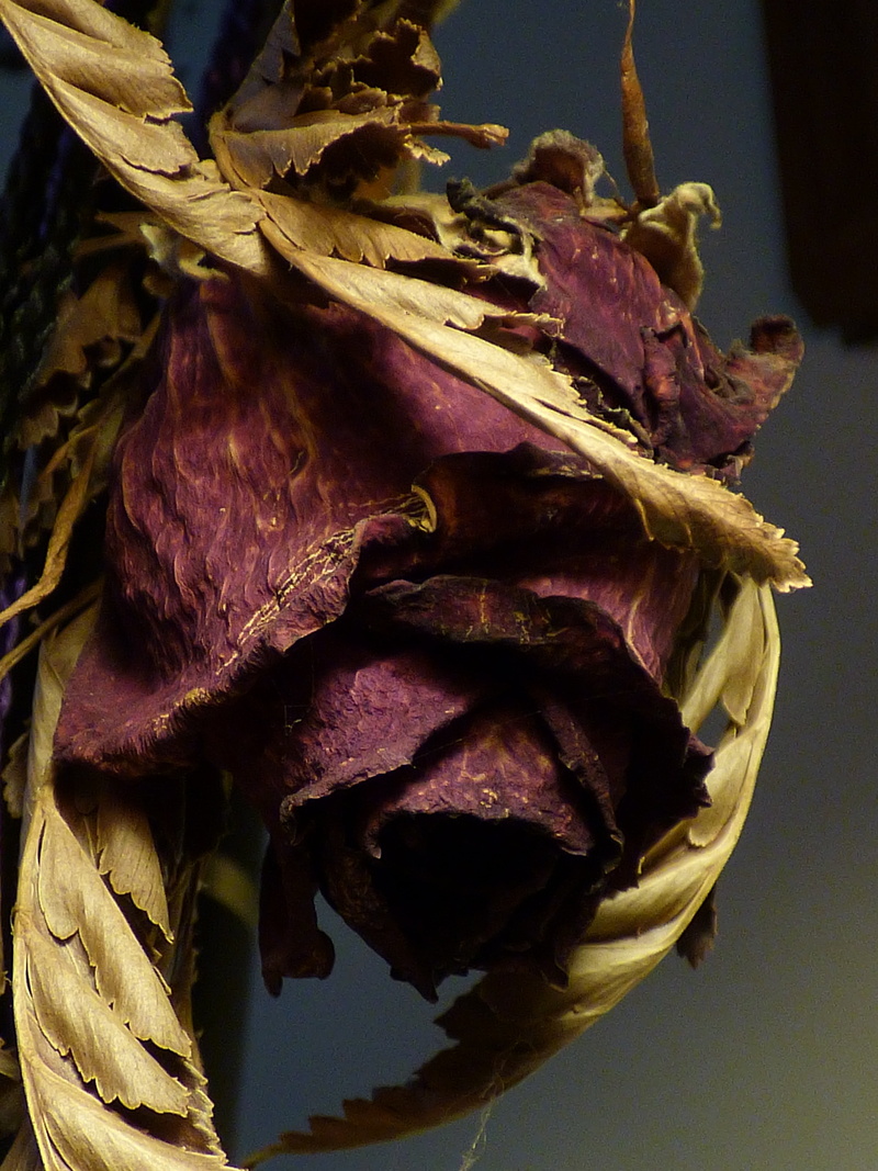 flower head, brown, vulnerability, indoors, plant, fragility, fragile, dead, no people, food and drink, flowering plant, nature, leaf, plant part, wilted plant