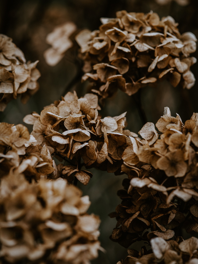 focus on foreground, large group of objects, beauty in nature, abundance, petal, dry, flower head, vulnerability, wilted plant, flower, plant part, selective focus