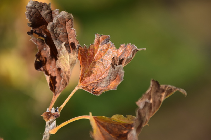 5K, fall foliage, dry leaves, autumn, sunlight, dried, change, brown, beauty in nature, close-up, leaf, golden brown, vulnerability, day, wilted plant