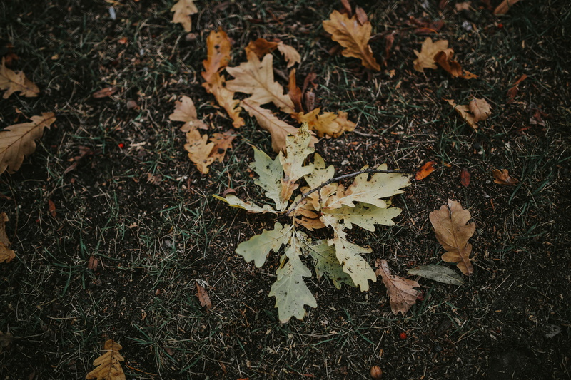 close-up, mobile, tree, day, land, vulnerability, 5K, field, season, brown, growth, maple leaf, high angle view, yellow, Autumn leaves, leaf, plant, leaves