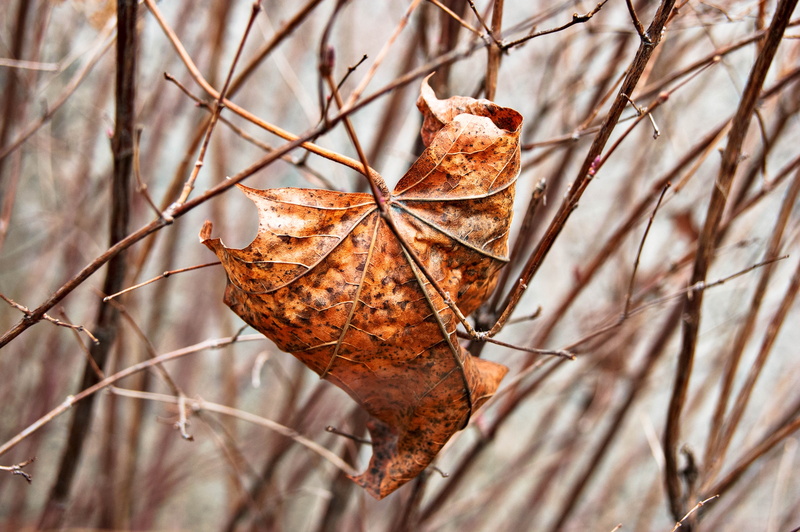 close-up, dried plant, autumn, outdoors, tree, branches, day, no people, nature, fragility, dead plant, plant, maple, selective focus, stick - plant part