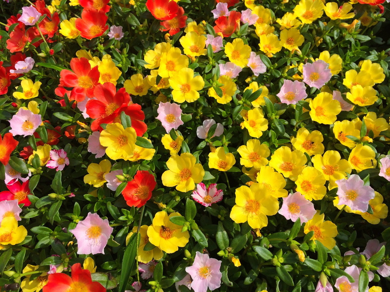 flowerbed, full frame, springtime, nature, umikaze park, 2K, yellow, keen, plant, flower head, mix, no people, outdoors, vulnerability, pink, close-up