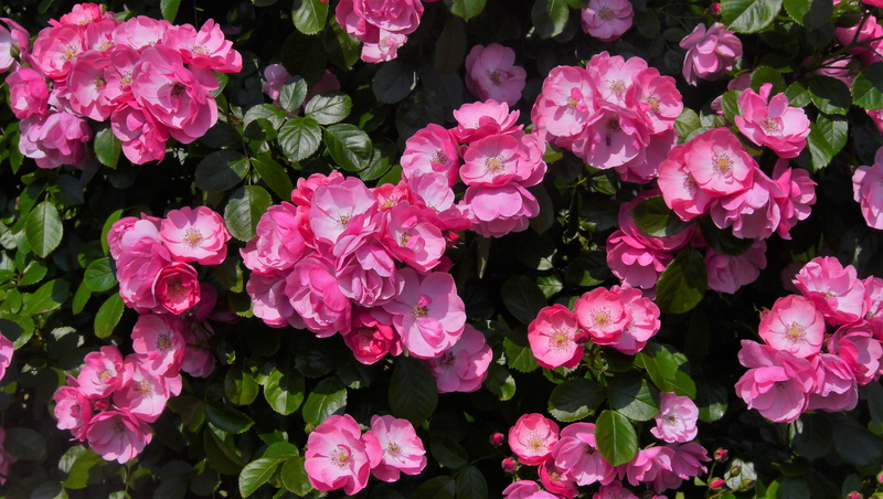 petal, leaf, verny park, fragility, close-up, kanagawa japan, plant part, detailed, no people, 4K, green, bouquet, nature, pink, day, pink color, Pink