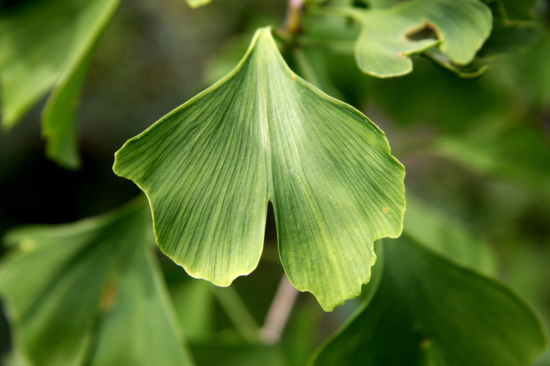 green color, 4K, leaf, fragility, nature, day, flower, flowering plant, gingko, tranquility, photography, growth, ginkgo biloba, sheet, beauty in nature