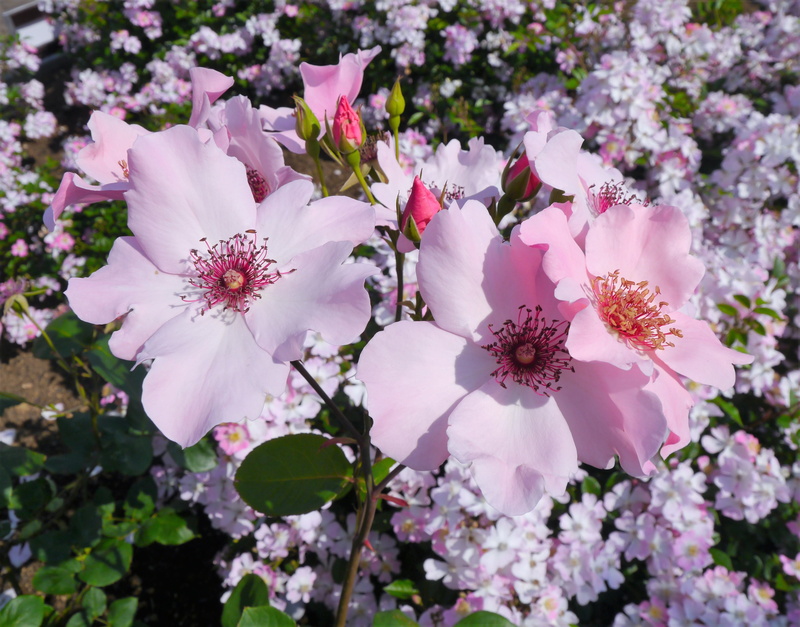 flowering plant, botany, cute, 4K, Pink, bunch of flowers, nature, flower, springtime, plant, cherry blossom, blossom, verny park, white color, close-up