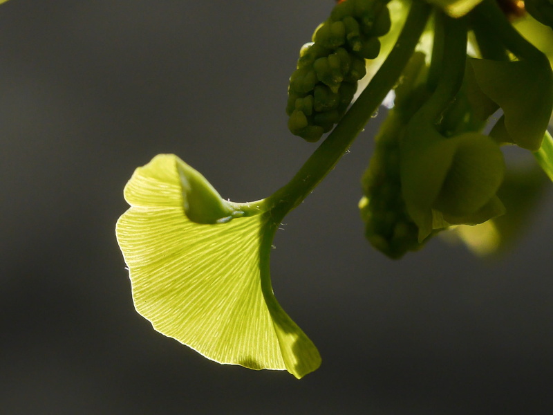 close-up, food, freshness, inflorescence, flower head, vegetable, flowering plant, studio shot, growth, no people, petal, yellow, nature, 1080P, Spring