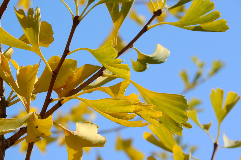 sky, low angle view, ginkgo biloba, flowering plant, freshness, flower, autumn leaves, close-up, plant, branch, growth, outdoors, beauty in nature, yellow leaves