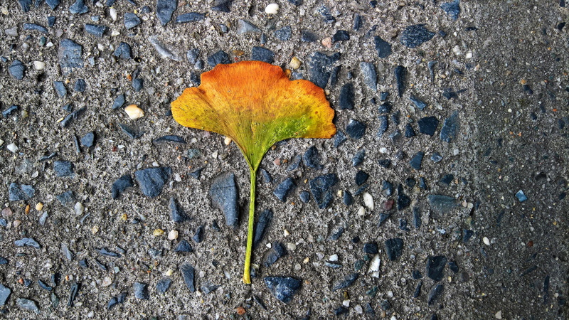 street, beauty in nature, day, flower, autumn, sidewalk, close-up, high angle view, colorful, nyc, field, 4K, land, footpath, textured, leaf, directly above