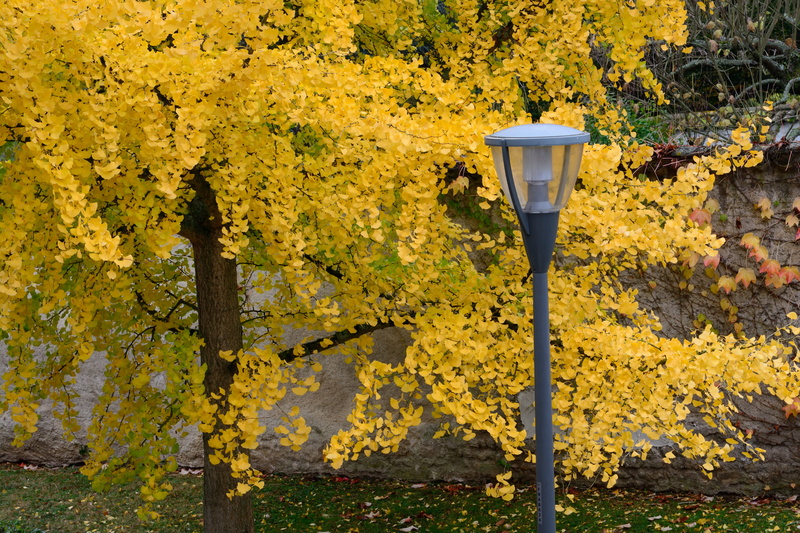 plant part, street light, outdoors, no people, flower, francheville, freshness, france, autumn, tree, beauty in nature, autumn collection, plant, nature