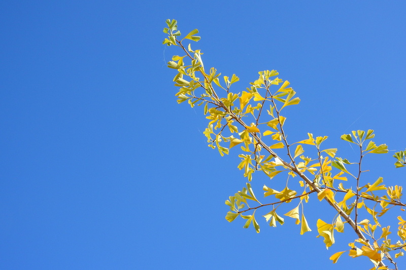 no people, tranquility, sunny, gingko, beauty in nature, freshness, nature, growth, blue, plant, outdoors, plant part, low angle view, sky, day, copy space