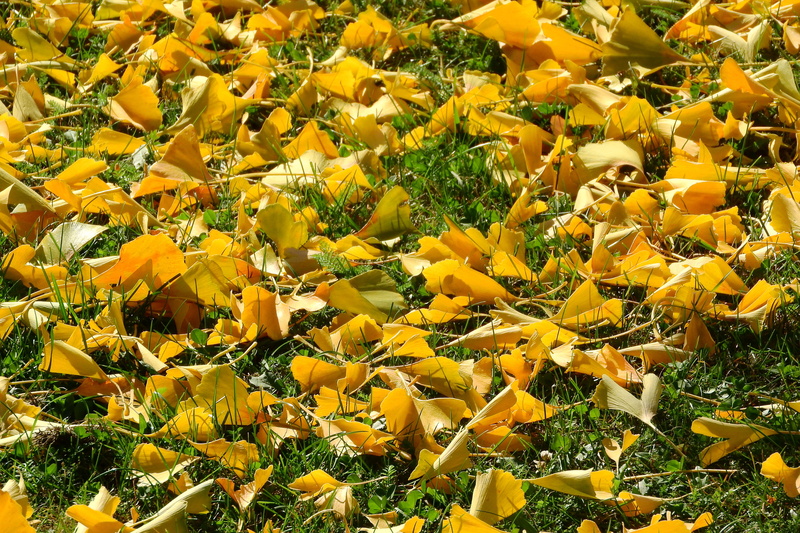 day, dry leaves, plant, leaves in the grass, outdoors, no people, park, flower, abundance, ginkgo, inflorescence, fragility, romantic, autumn leaves, the fallen