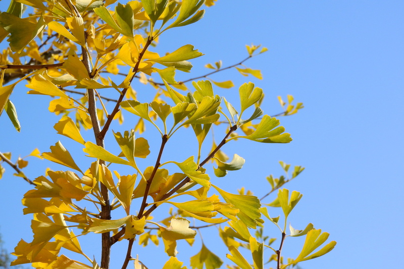plant, beauty in nature, jinan dvojlaločný, leaf, outdoors, flowering plant, branch, freshness, springtime, nature, colorful leaves, yellow, 4K, day, low angle view