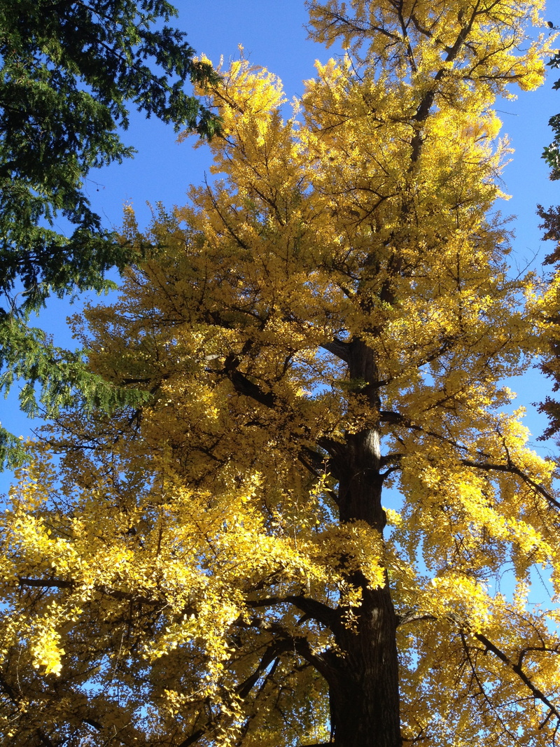 day, tranquility, no people, tree canopy, change, 2K, low angle view, clear sky, trunk, tree, growth, outdoors, gingko, autumn, sunlight, beauty in nature