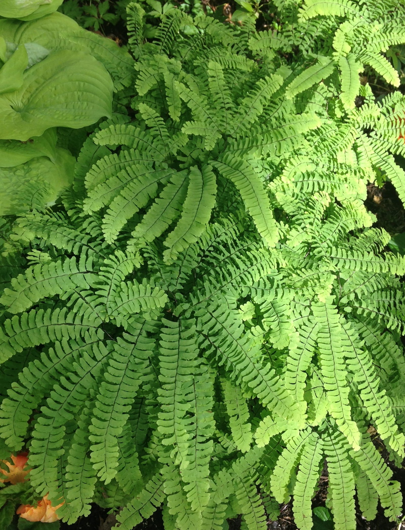 frond, freshness, leaves, texture, plant part, day, green color, tranquility, high angle view, leaf, green, pattern, growth, 1080P, backgrounds, montreal botanical garden