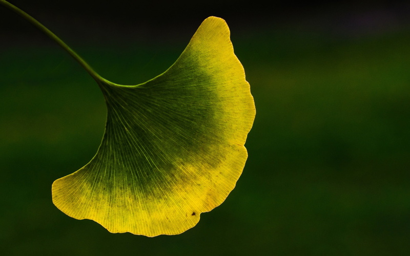 green, nature, 2K, fragility, flower head, freshness, pollen, green color, yellow, close-up, outdoors, ginkgo, petal, inflorescence, natural pattern
