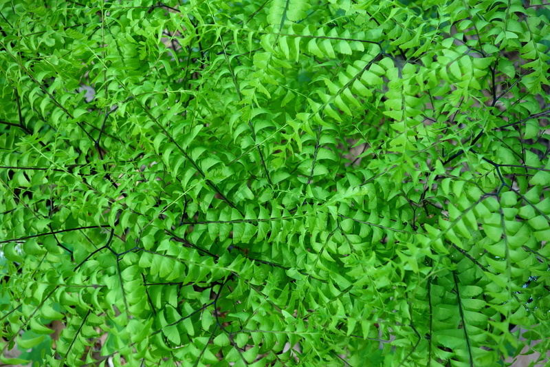 5K, backgrounds, day, green color, plant part, tree, five-fingered fern, fern, beauty in nature, northern maidenhair fern, high angle view, tranquility