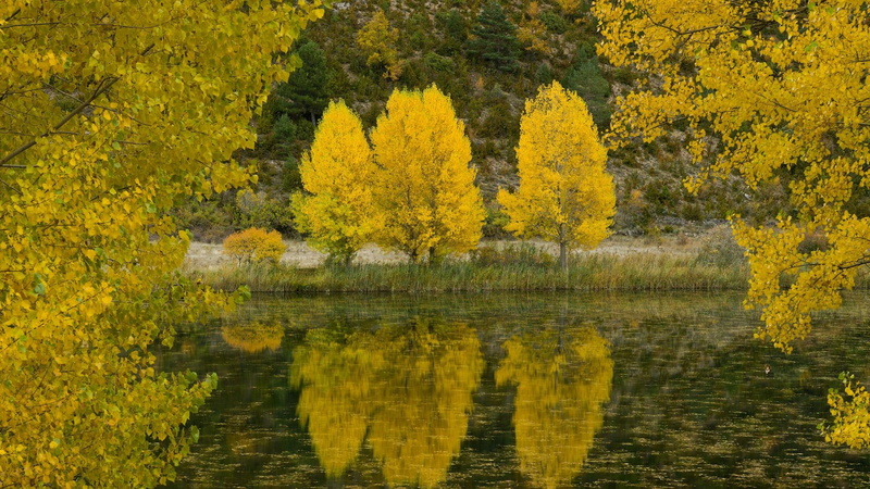 spain, serrania de cuenca, trees, 3d and abstract, 1080P, cuenca, poplar trees, poplar