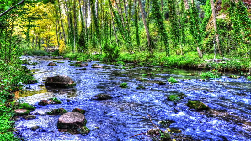 no people, scenics - nature, mountain, plant, downloading, ravine, hd, flowing, canadian, woodland, poplars, stream - flowing water, green, growth, rock