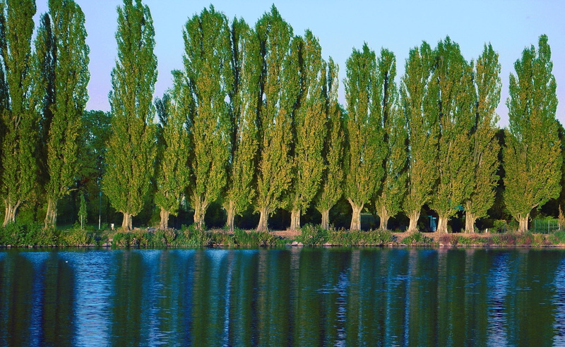 plant, leafed, green, Near, tranquility, reflection, Poplar, Trees, outdoors, tranquil scene, growth, Nature, Lake, beauty in nature, Lakes, day, no people