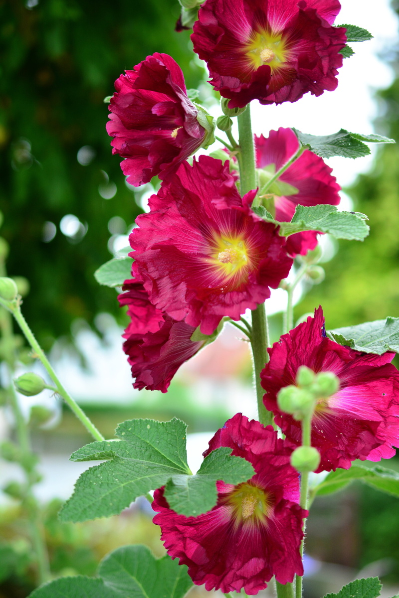 mallow, hollyhock, garden, pink color, alcea, no people, plant, plant part, baby rose, flowering plant, beauty in nature, nature, close-up, red flower