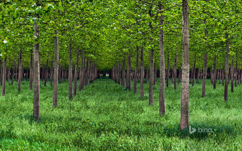 poplar, Park, the valley of the river Po, grove, trees, grass, Italy, 1080P