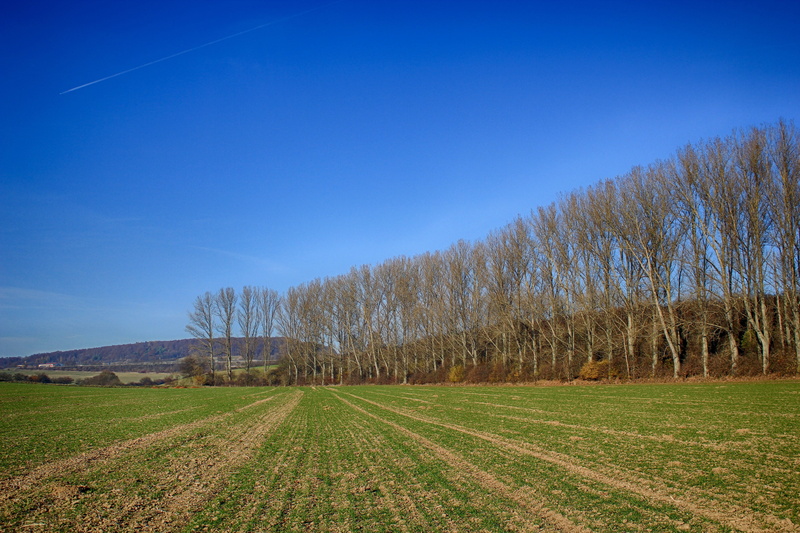 autumn, tree, planting, day, farm, blue, meadow, landtechnik, arable, cultivation, plant, outdoors, clear sky, growth, scenics - nature, seed, rural scene