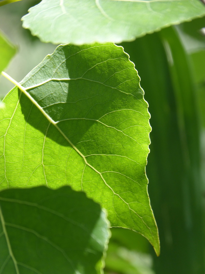 spring, poplar, leaf vein, growth, plant, outdoors, no people, green, 4K, beauty in nature, selective focus, translucent, tree, plant part, vulnerability