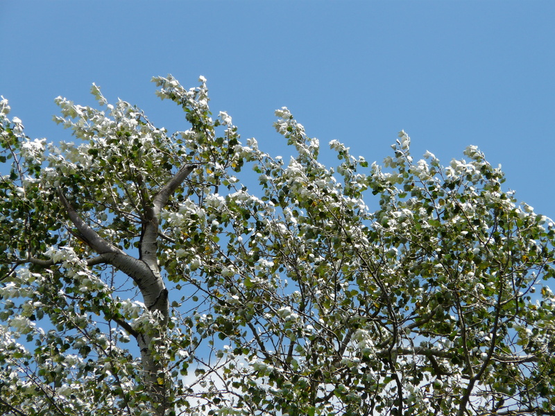 beauty in nature, springtime, fragility, sky, leaf, spring, wind, murmur, clear sky, day, plant, flowering plant, sunlight, 2K, flower, salicaceae, growth