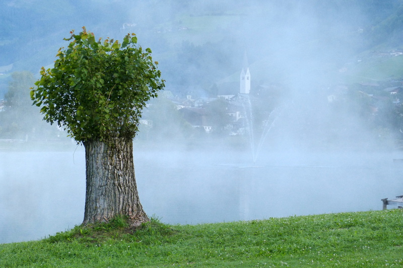 front, tree, fog, leafed, scenics - nature, body, waters, poplar, day, sky, water, environment, beauty in nature, wet, morgenstimmung, plant, no people