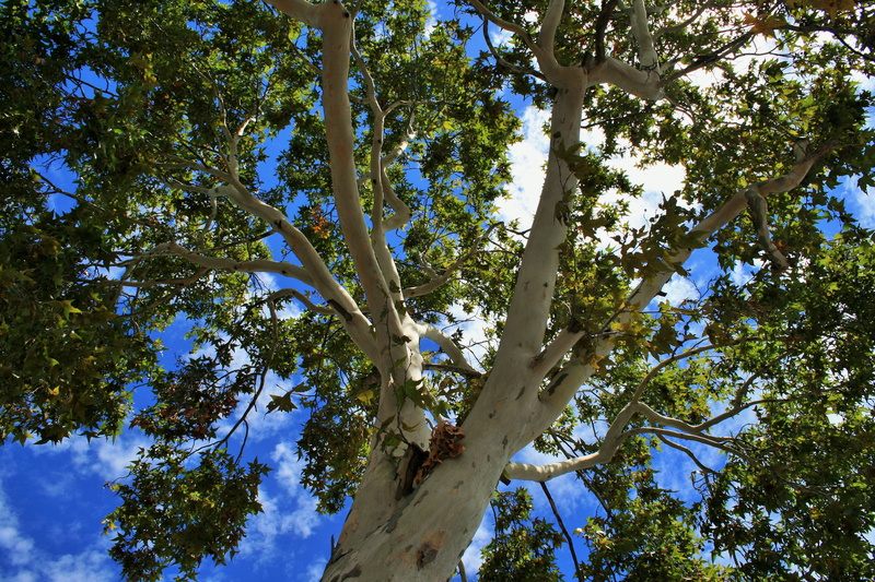 tree canopy, tree, beauty in nature, green color, poplar, branch, blue, sky, leaf, sunlight, growth, plant part, white, nature, outdoors, green, foliage