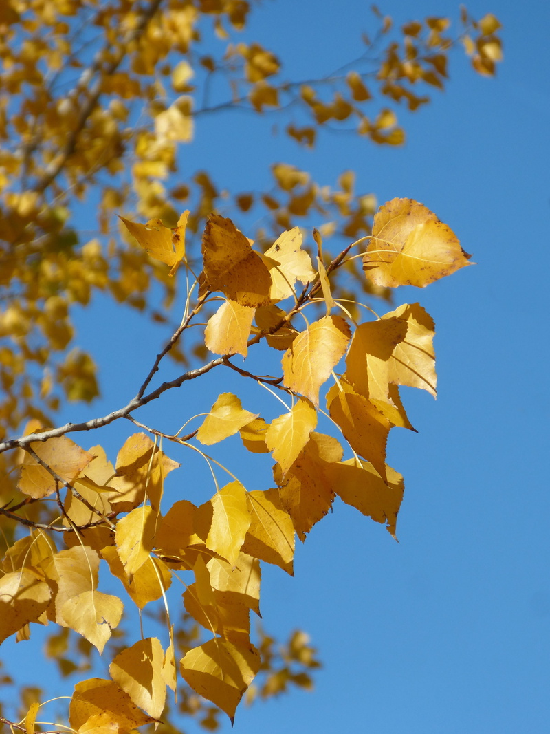 poplar, no people, clear sky, yellow, autumn, populus alba, close-up, leaf, maple leaf, focus on foreground, branch, autumn collection, sky, blue, yellow leaves