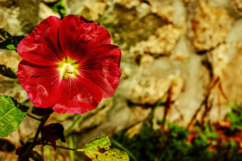 close-up, pollen, focus on foreground, freshness, blossom, poplar rose, flowering plant, bright, close, bloom, mallow, red, plant, fragility, petaled, beauty in nature