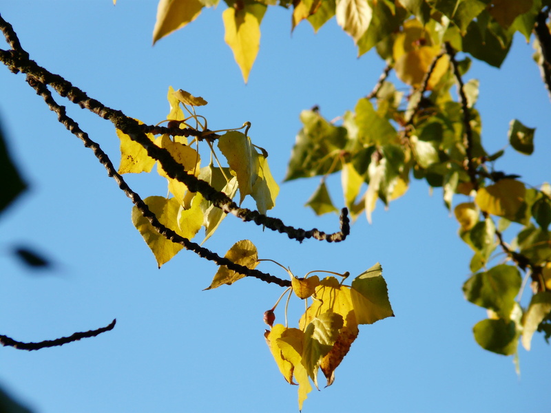 plant, european black poplar, day, canadian poplar, poplar leaves, populus nigra, change, maple leaf, outdoors, clear sky, leaf, colorful, colored, autumn