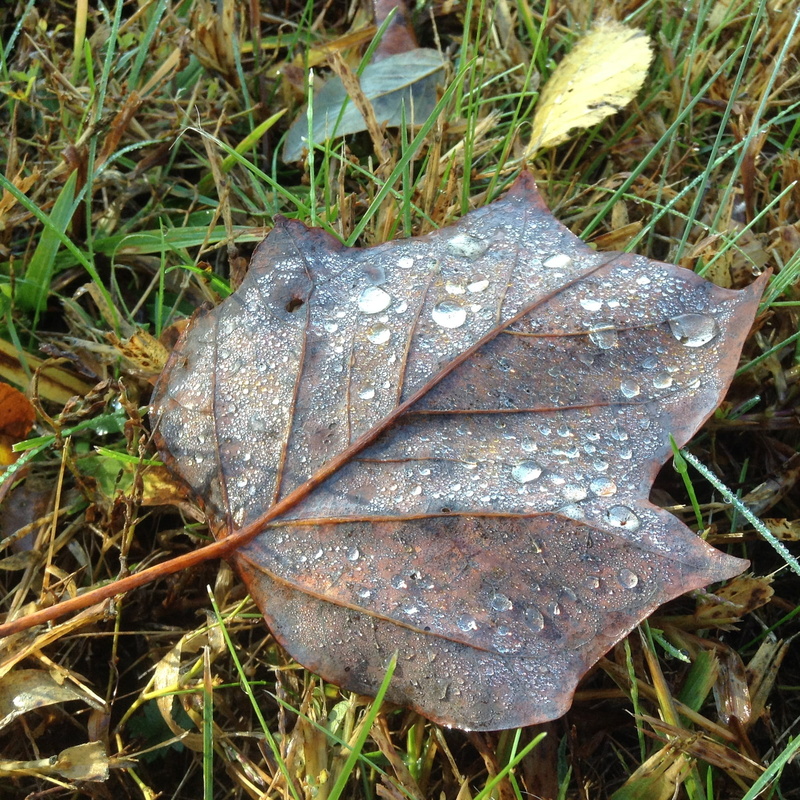 zen, park, green, autumn, tree, backdrop, foliage, fragility, october, forest, 1080P, yard, color, dew, close-up, dry, environment, natural, ornamental