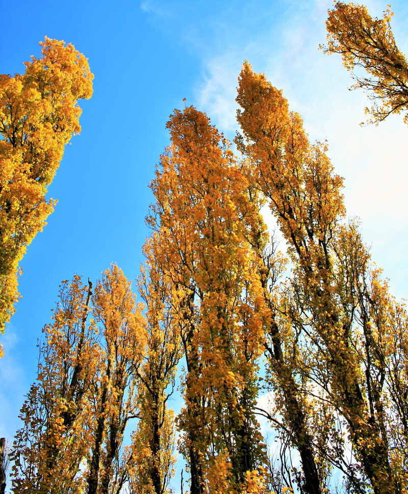 outdoors, idyllic, sky, poplar, trees, 2K, tall, change, tranquility, beauty in nature, fall, tree, plant, autumn, tranquil scene, no people, tree trunk