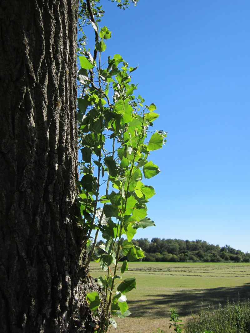 nature, blue, outdoors, no people, plant, 2K, shoot, clear sky, species, landscape, plantation, botany, day, green color, tree trunk, environment, tranquility