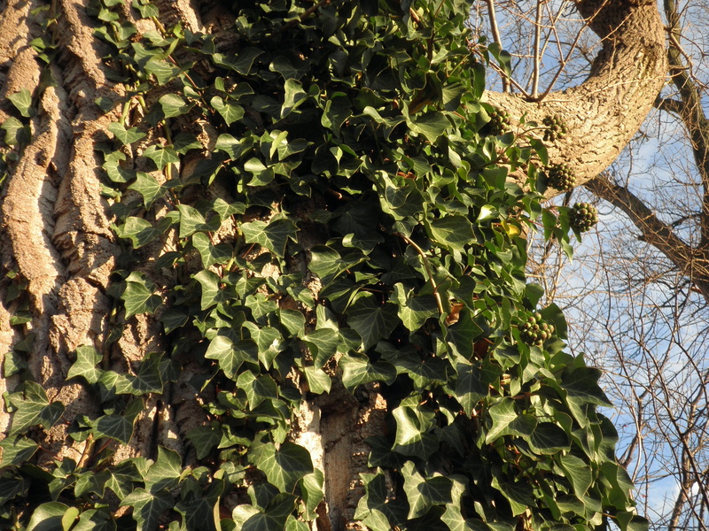 fruit, food and drink, green color, climber, sunlight, plant part, tranquility, tree, poplar, 4K, ivy, growth, day, leaves, leaf, green, trunk, bark, tree trunk