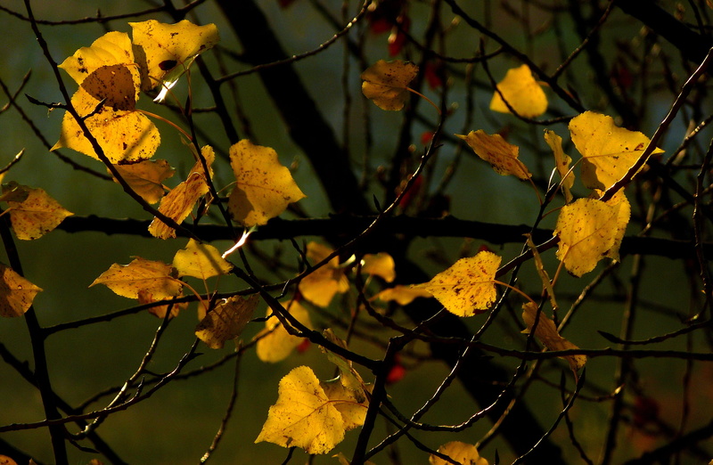 day, focus on foreground, leaves, plant part, close-up, change, leaf, no people, poplar, branch, autumn, growth, fall, fall foliage, vulnerability, yellow
