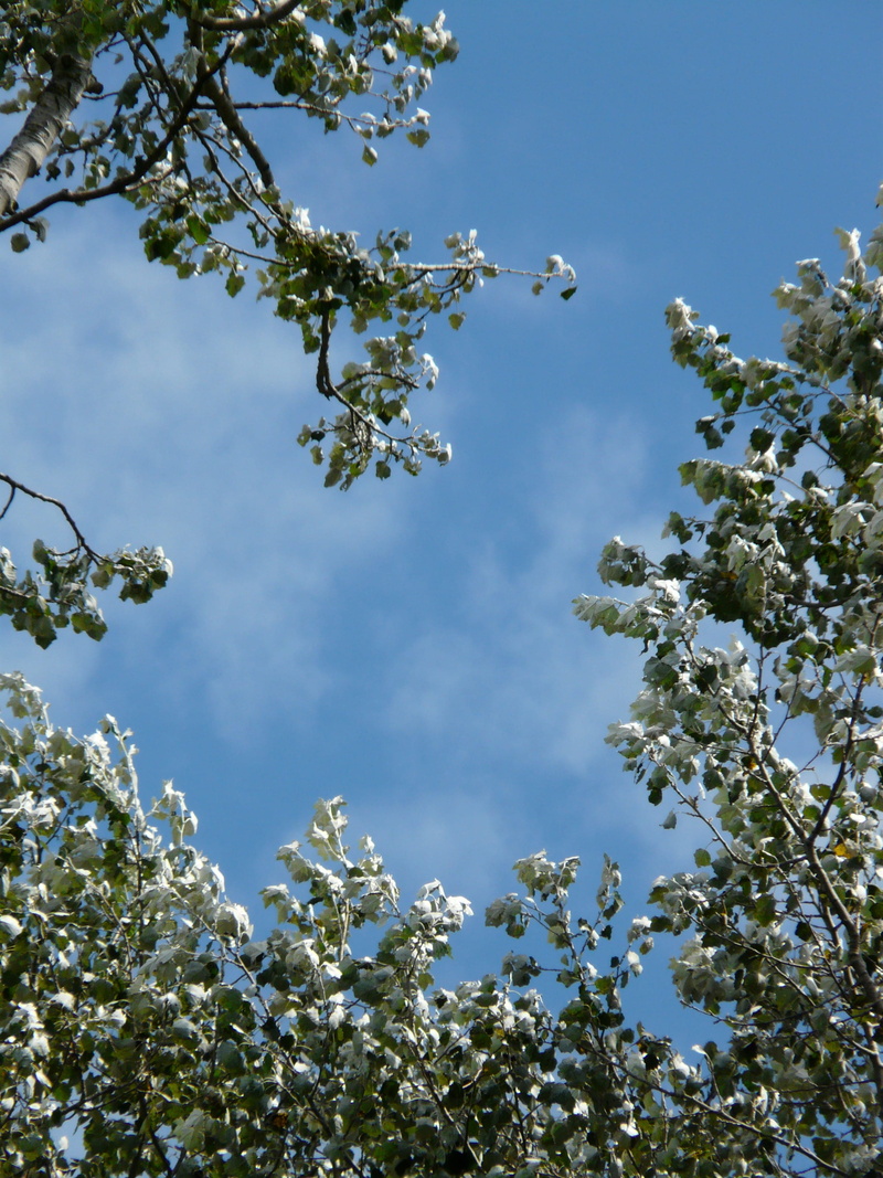growth, fragility, outdoors, cloud - sky, grazing greenhouse, beauty in nature, no people, 2K, nature, blossom, season, day, flowering plant, flower, tranquility